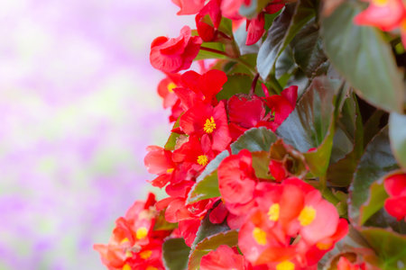 Beautiful red begonia flowers in the garden with bokeh backgroundの写真素材
