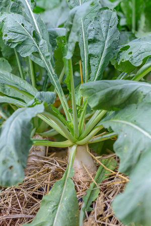 Green radish growing in a vegetable garden. Organic farming concept.