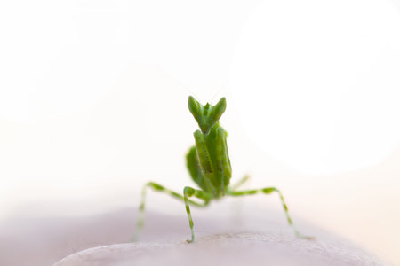 Praying Mantis on a white background. Macro photography.の写真素材