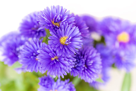 purple asters on a white background, closeup of photoの写真素材