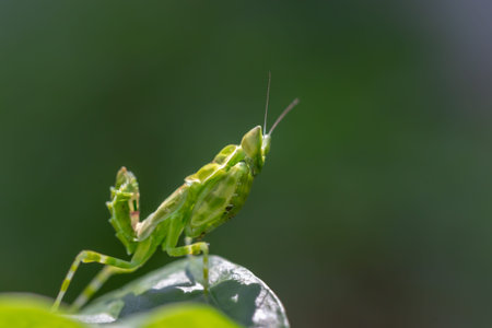 Praying mantis (Mantis religiosa) on leaf