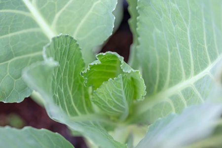 Cabbage growing in the vegetable garden, closeup of green leaves