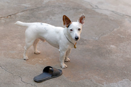 Jack russell terrier dog playing with a slipper.