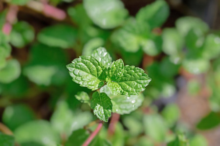 Pepper mint leaves in the garden. Selective focus with shallow depth of field.