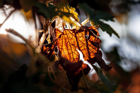 Dried leaves on the tree in the autumn. Selective focus.