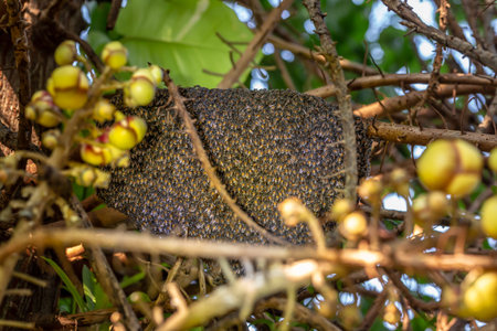 Honeycomb on a tree in the tropics