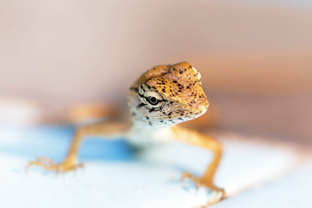 Close-up of a small lizard on a wooden table in the garden