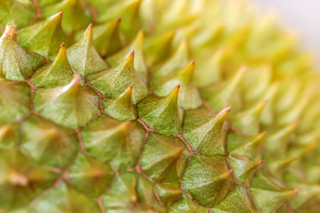 Close up of durian fruit, durian is a king of fruits.