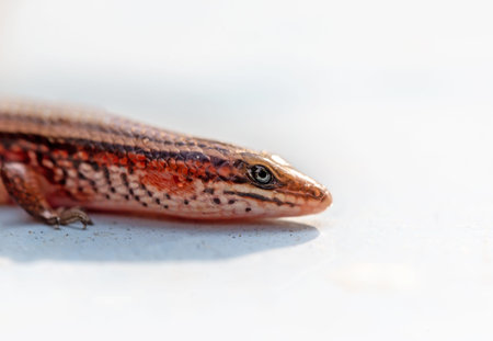 Close-up of a lizard on white background, shallow depth of field