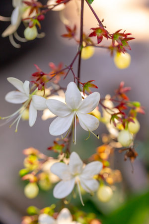 Beautiful white flowers in the garden. Natural background. Selective focus.の写真素材