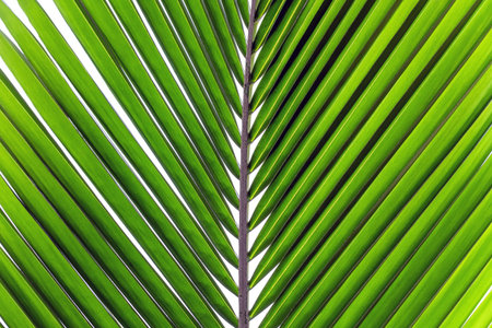 Close up of green palm leaf with shadow isolated on white background.