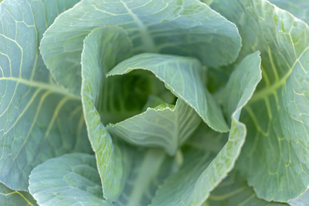 Close up of fresh green cabbage in the garden. Selective focus.