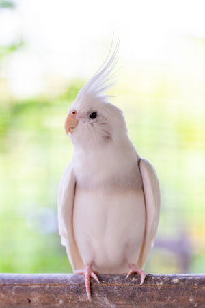 Beautiful white cockatiel on wooden background