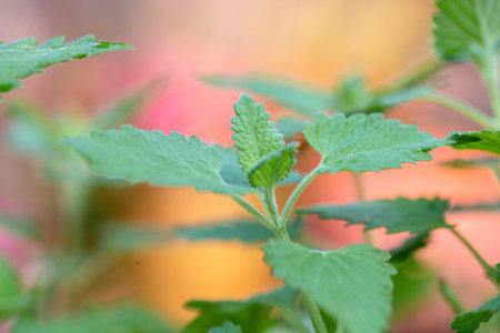 Close up of fresh green mint leaves in the garden with blurred background