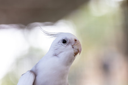 Portrait of a white cockatoo on a blurred background.