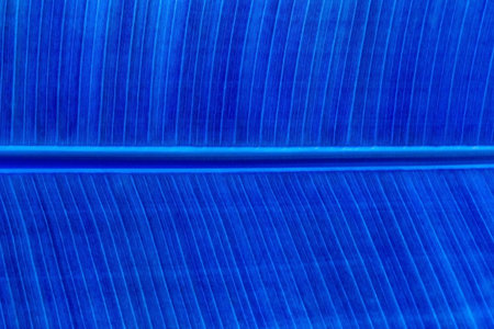 Banana leaf texture. Close up of fresh banana leaf.の写真素材