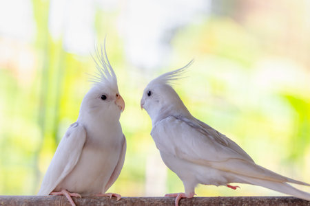 White Cockatiel or Nymphicus hollandicus