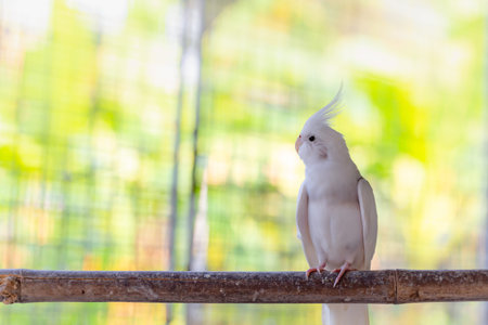 White Cockatiel on a branch in a cage with green background