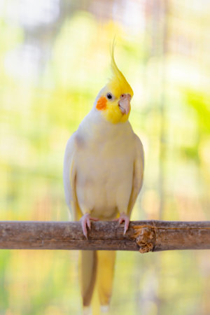 Cockatiel parrot on a branch in a cage.の写真素材