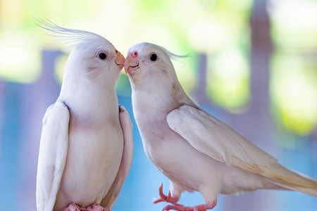Cockatiel bird on blur background.