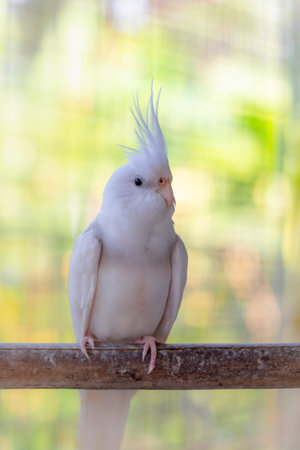 White Cockatiel sitting on a branch in a cage, selective focus