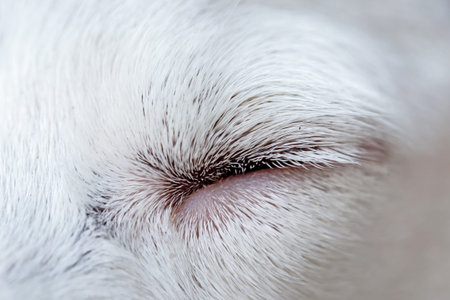 White dog's eye close-up. Selective focus. Shallow depth of field