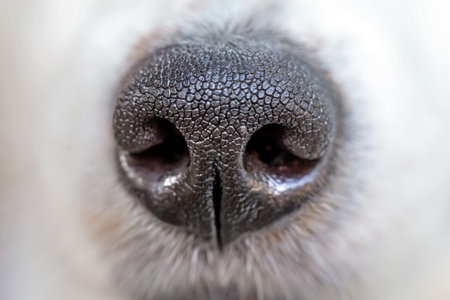 Close up of a dog's nose. Selective focus on the nose.