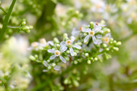 Close up of small white flowers on a bush in the garden.の写真素材