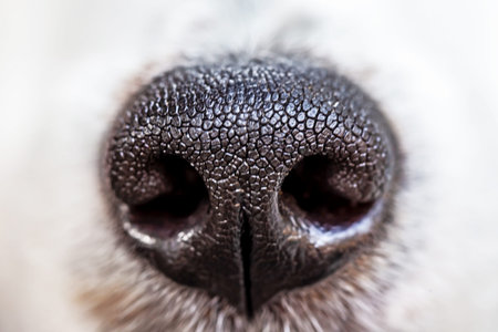 Close up of a dog's nose. Shallow depth of field.の写真素材