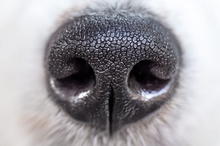 Close up of the nose of a white dog with black spots.