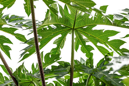 Papaya leaves isolated on white background, clipping path included.