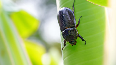 Male rhinoceros beetle on a banana leaf in the gardenの写真素材