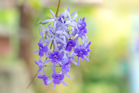 Purple flower with green background, Petrea volubilisの写真素材