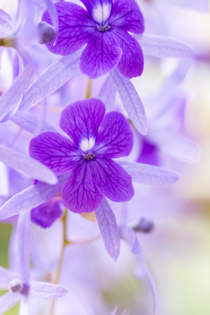Purple Wisteria flower in the garden on nature background.