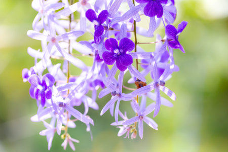 Purple wisteria flowers blooming in the garden, selective focusの写真素材