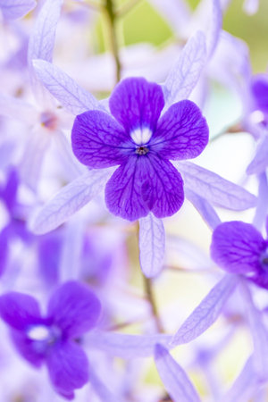 purple wisteria flower in the garden,vintage colorの写真素材