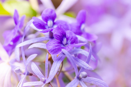 Purple wisteria flowers close-up on a blurred backgroundの写真素材