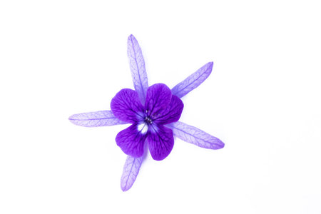 Purple flower isolated on white background. Top view. Flat lay.の写真素材
