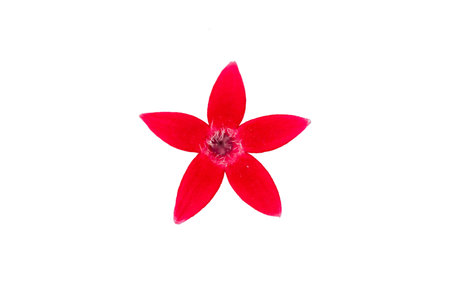 Red flower isolated on white background, Clipping path included for easy editing.の写真素材