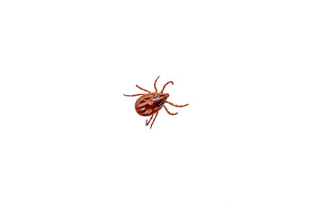 Tick isolated on white background. Dangerous insect. Dangerous animal.の写真素材
