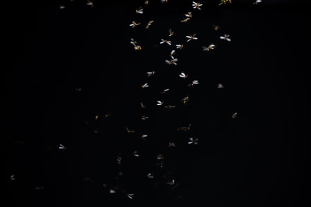 White flower petals flying in the air on a black background.の写真素材