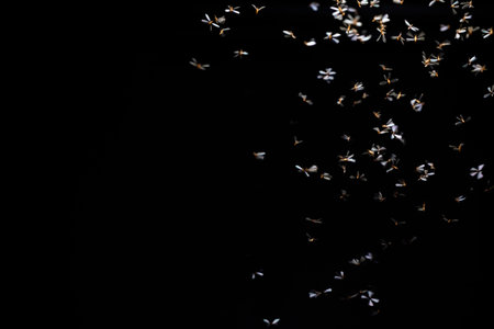 flock of small white butterflies flying in the air on a black backgroundの写真素材