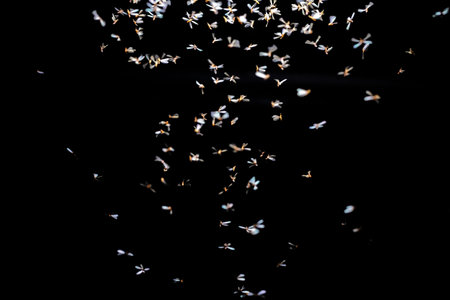 Falling white petals of flowers isolated on black background. Flying petals of flowers