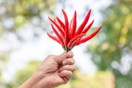 Red hot chili pepper in hand on blurred nature background, Thailand.の写真素材