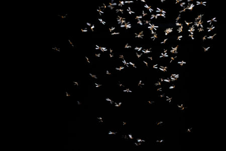 flock of moths flying on a black background in the night.の写真素材