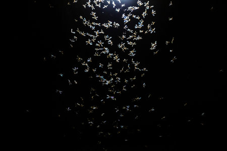 Flock of birds flying in the night sky. Black background.