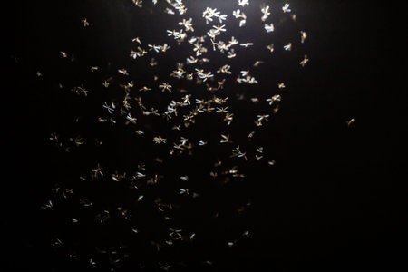 Abstract bokeh background of flying white paper flowers on black background