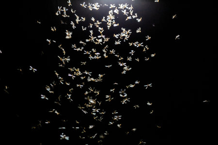 flock of flying butterflies on a black background. fly in the air