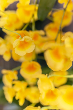 Beautiful yellow orchids in the garden. Selective focus.