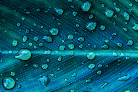 Water droplets on a green leaf close-up, macro photography